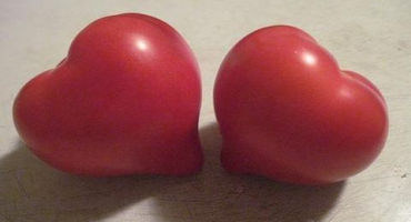 Popis a charakteristika odrůdy rajčat love f1